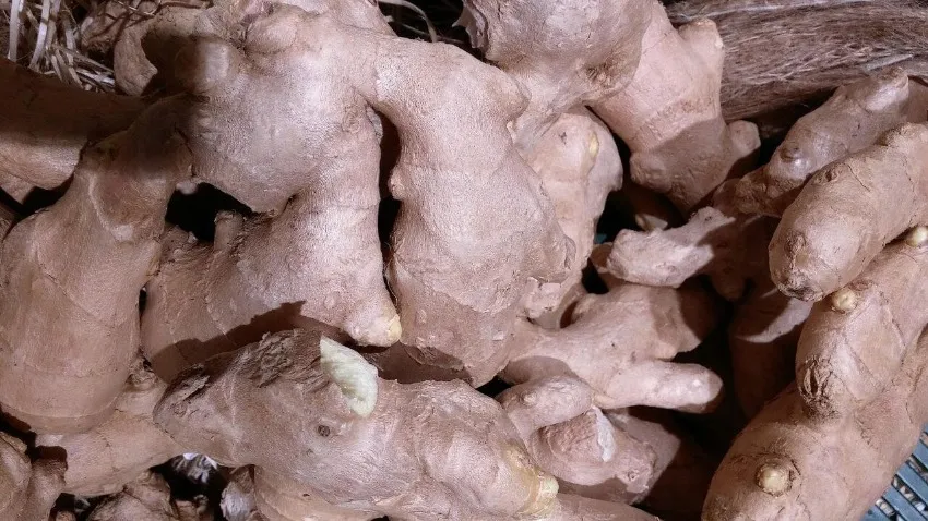 ginseng