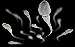 aumentar la cantidad de espermatozoides