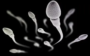 aumentar la cantidad de espermatozoides