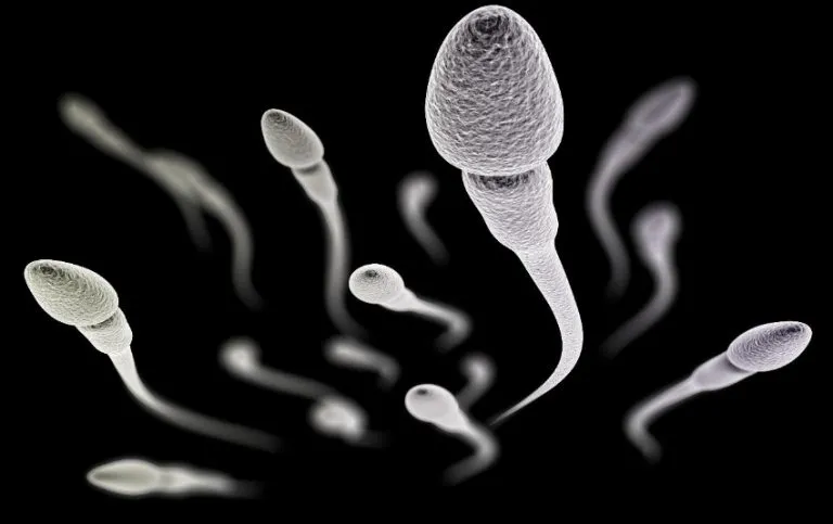 aumentar la cantidad de espermatozoides