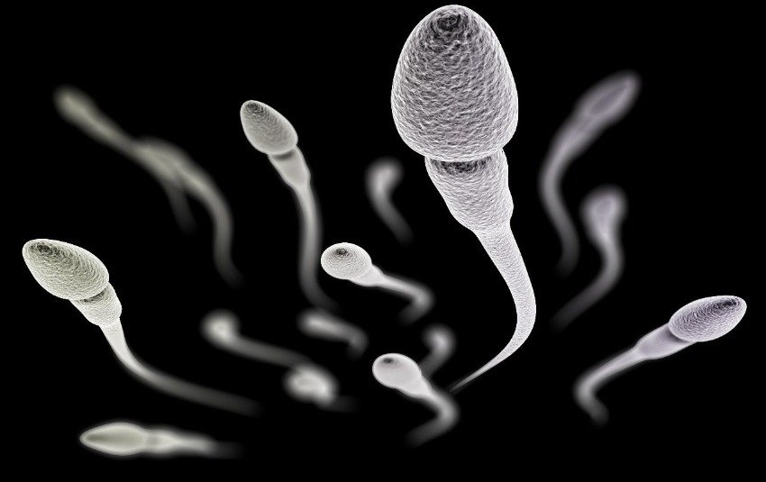 aumentar la cantidad de espermatozoides