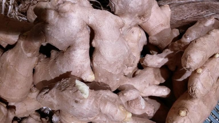 beneficios para la salud del Ginseng
