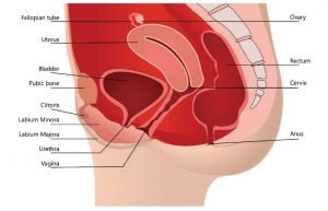 cuidado de la vagina