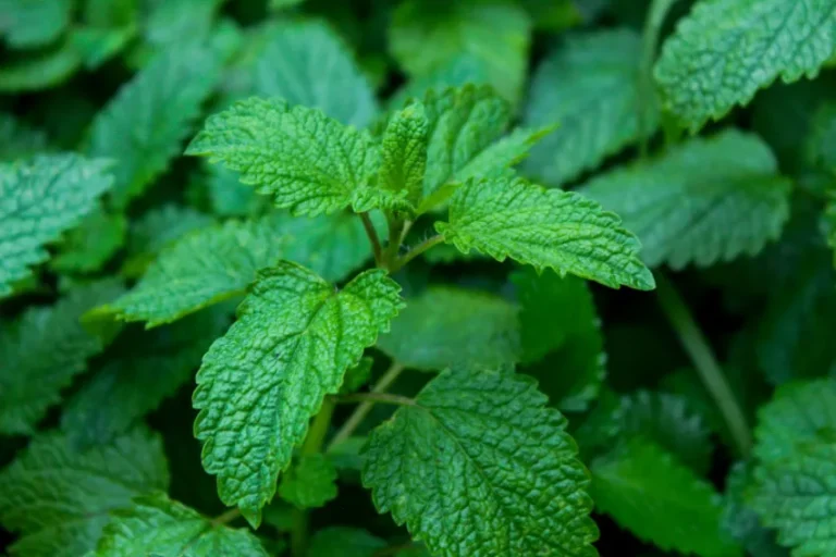 bálsamo de limón o Melissa officinalis