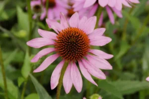 Echinacea y salud femenina
