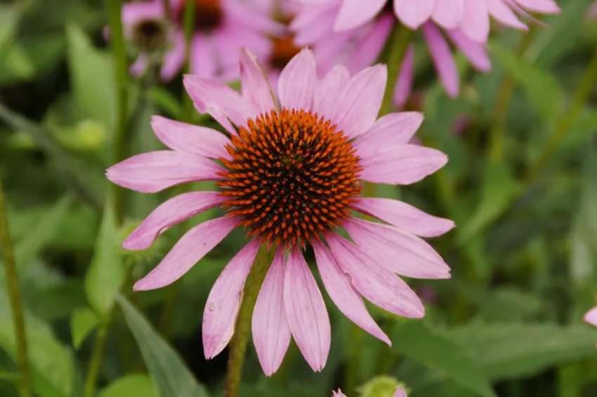 Echinacea y salud femenina